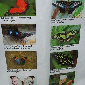 Chester Butterfly ID sheets - 1 of 3