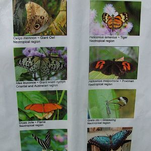 Chester Butterfly ID sheets - 3 of 3
