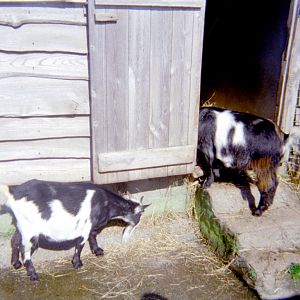 Riber Castle Wildlife Park - mid-1990s