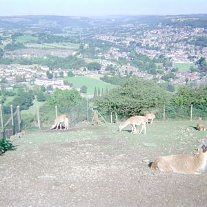 Riber Castle Wildlife Park - mid-1990s