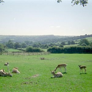 Riber Castle Wildlife Park - mid-1990s