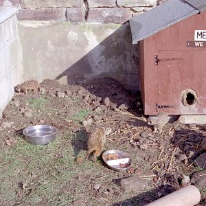 Riber Castle Wildlife Park - mid-1990s