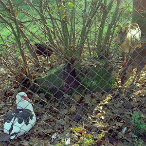 Riber Castle Wildlife Park - mid-1990s