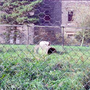 Riber Castle Wildlife Park - mid-1990s