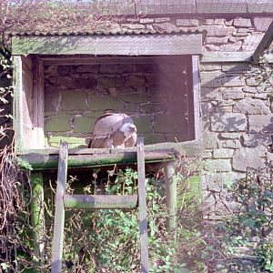 Riber Castle Wildlife Park - mid-1990s