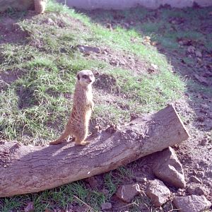 Riber Castle Wildlife Park - mid-1990s