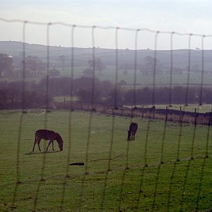 Riber Castle Wildlife Park - mid-1990s