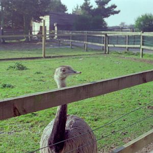 Riber Castle Wildlife Park - mid-1990s