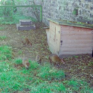 Riber Castle Wildlife Park - mid-1990s