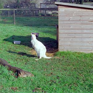 Riber Castle Wildlife Park - mid-1990s
