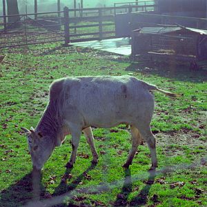 Riber Castle Wildlife Park - mid-1990s