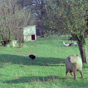 Riber Castle Wildlife Park - mid-1990s