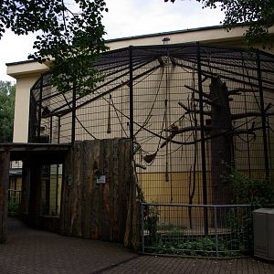 Black-Handed-Spider Monkey outdoor cage