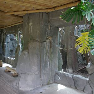 Black-Handed Spider Monkey indoor enclosure
