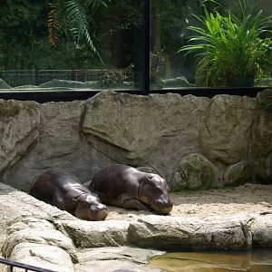Pygmy Hippopotamus