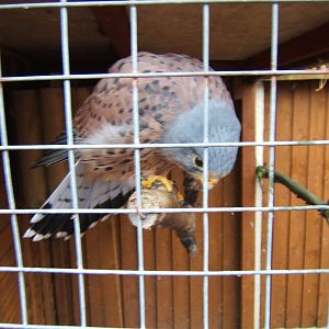 Common Kestral