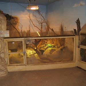 View of Rhinoceros Iguana enclosure