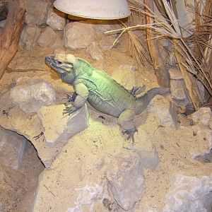 Rhinoceros Iguana