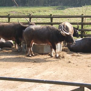 Asiatic Water Buffalo
