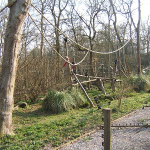 Colobus and De Brazza enclosure