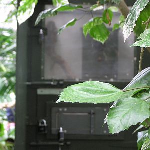 New Pygmy Marmoset Housing in Tropical World
