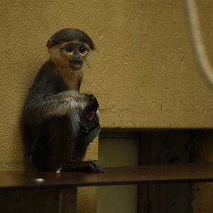 Douc langur baby