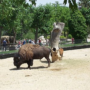 American Buffalo