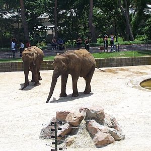 African Elephants