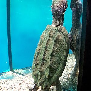 Alligator Snapping Turtle