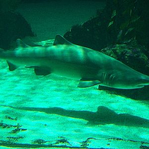 Sand Tiger Shark