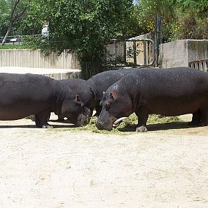 Hippos
