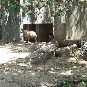 Spotted Hyena