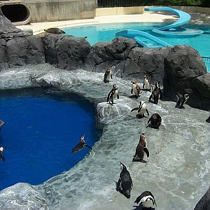 Penguin Exhibit