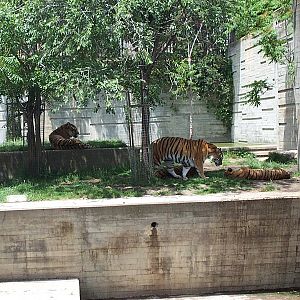 Tiger Exhibit