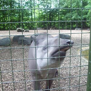 Nosey Tapir
