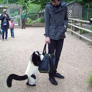 Interested Black And White Ruffed Lemur