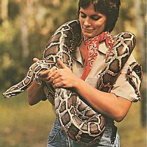 Burmese Python