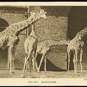 Giraffes