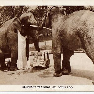 Elephant show