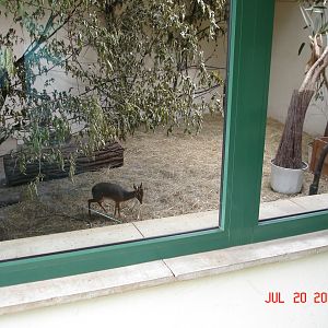 Dik Dik inside exhibit