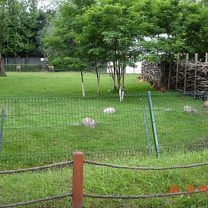Lesser kudu and Sitatunga exhibit
