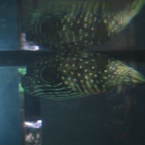 Striped Belly Pufferfish