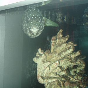 Striped Belly Pufferfish