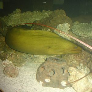Moray Eel