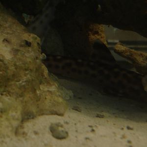 Coral Catshark