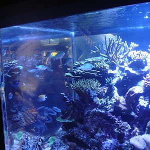Aquarium