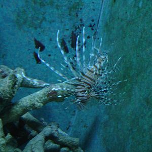 Lionfish