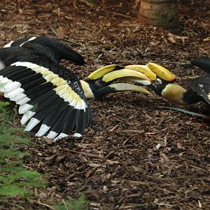 Great Indian Hornbills Fighting