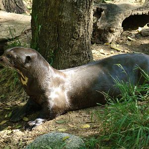 Giant Otter