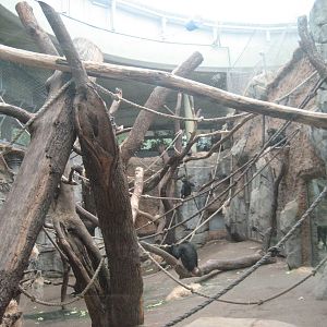 Frankfurt Zoo - Borgori Wald